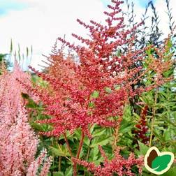 Astilbe Anita Pfeifer Astilbe arendsii Anita