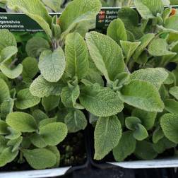 Bredbladet Salvie Salvia officinalis Grøntsagsfrø