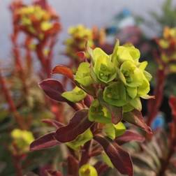 Vortemælk Purpurea - Euphorbia amygdaloides Purpurea