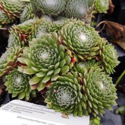 Spindelvævshusløg - Sempervivum arachnoideum