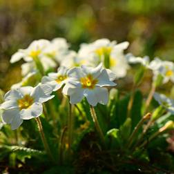 Storblomstret Kodriver - Primula vulgaris