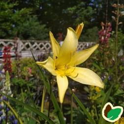 Daglilje - Hemerocallis citrina