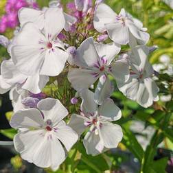 PHLOX pani. 'Flame Light Blue'® Høstfloks