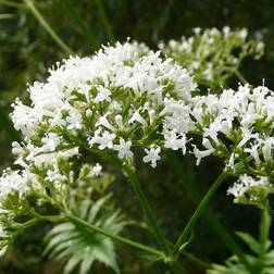 Lægebaldrian - Valeriana officinalis