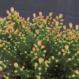 Calluna vulgaris 'Kerstin' Efterårslyng Blomsterfrø