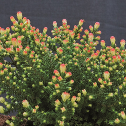 Calluna vulgaris 'Kerstin' Efterårslyng