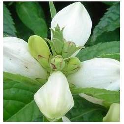 Duehovede Alba - Chelone obliqua Alba