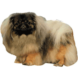 Klistermærke Pekingese helkrop 14x16 cm. 2 stk. Worldstickers