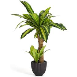 Evergreen Dracena Plante Krukke