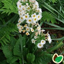 Primula japonica 'Alba'