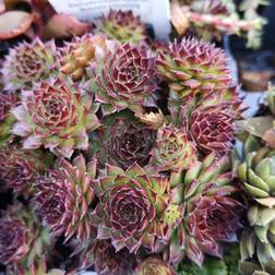 SEMPERVIVUM hybrid 'Bronco'