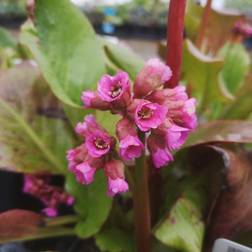 Kæmpestenbræk Rotblum - Bergenia cordifolia Rotblum Blomsterfrø