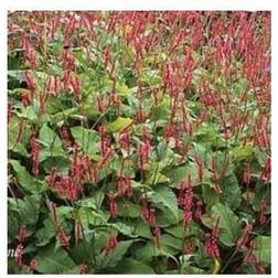 Kertepileurt Speciosa - Persicaria Speciosa