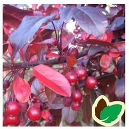 Paradisæble Freja - Malus sieboldii Blomsterfrø