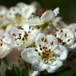 Crataegus prun. 'Splendens' BLOMMEBLADET TJØRN Højde 175-200