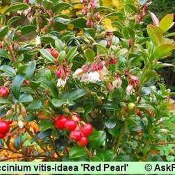 Vaccinium vitis-idaea 'Red Pearl'. Tyttebær