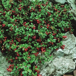 Vaccinium vitis-idaea 'Erntekrone' Tyttebær Blomsterfrø