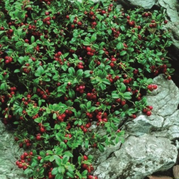 Vaccinium vitis-idaea 'Erntekrone' Tyttebær