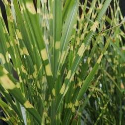 Elefantgræs Zebragræs Strictus - Miscanthus sinensis Grøntsagsfrø