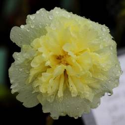 ALCEA rosea 'Pleniflora' Gul Althaea Stokrose