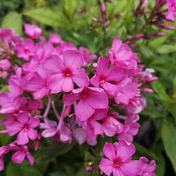 Høstfloks Flame Pink Phlox paniculata