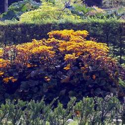 LIGULARIA dentata 'Desdemona' Nøkketunge Grøntsagsfrø