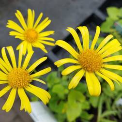 Gemserod Magnificum - Doronicum orientale Magnificum Hækplante