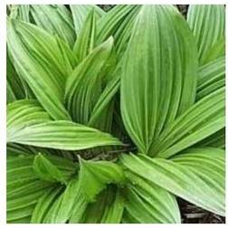 VERATRUM nigrum Foldblad Sortbrune blomster Krukke