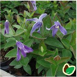 Staudeklematis - Clematis integrifolia Prydbusk