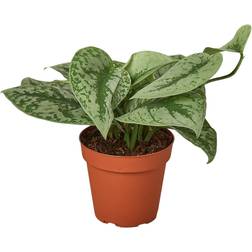 House Plant Shop Pothos Silver Splash Pot