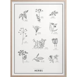 Kunskaps Tavlan Herbs Plakat 30x40cm