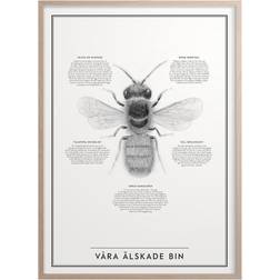 Kunskaps Tavlan Our Beloved Bees Poster 50x70cm