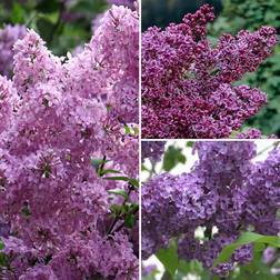 Very YouGarden Fragrant French Lilac Collection X