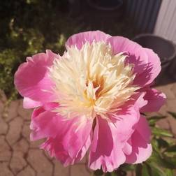 PAEONIA lactiflora 'Bowl of Beauty' Silkepæon Blomsterfrø