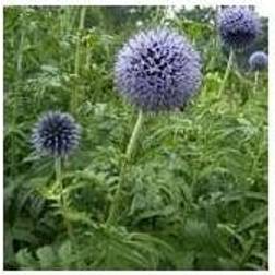 ECHINOPS bannaticus 'Taplow Blue' Tidselkugle