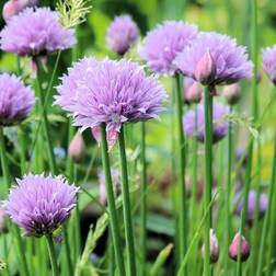 Purløg - Allium schoenoprasum