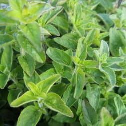 Oregano Merian - Origanum vulgare Sommerblomst