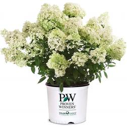 Proven Winners Bobo Hydrangea