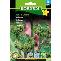 Hornum Valmue Hens and Chicks Blomsterfrø