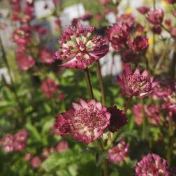 Stjerneskærm Star of Astrantia hybrid Star Julestjerne