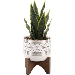 Flora Bunda 12 Snake Plant GEO Paint