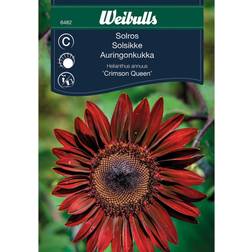 Weibulls Weibullin Auringonkukka