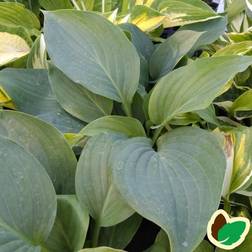 Hosta hybrid Empress Wu