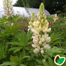 Lupin LUPINUS polyphyllus 'Fraülein' Lupin Blomsterfrø