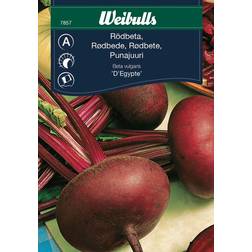 Weibulls Rödbeta D'Egypte