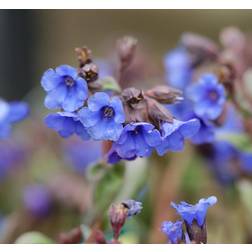 PULMONARIA saccharata 'Blue Lungeurt