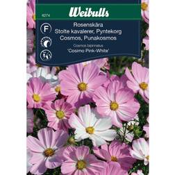 Weibulls Rosenskära Cosimo rose Blomsterfrø