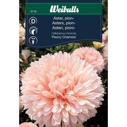 Weibulls Aster, pion-, aprikos