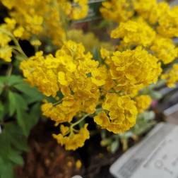 Guldslør Goldkugel Aurinia saxatilis Goldkugel