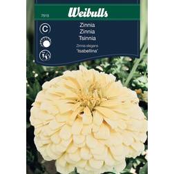 Weibulls Zinnia Isabellina